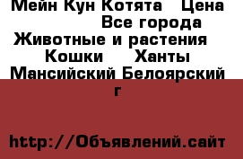 Мейн Кун Котята › Цена ­ 15 000 - Все города Животные и растения » Кошки   . Ханты-Мансийский,Белоярский г.